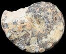 Mammites Ammonite - Goulmima, Morocco #44639-1